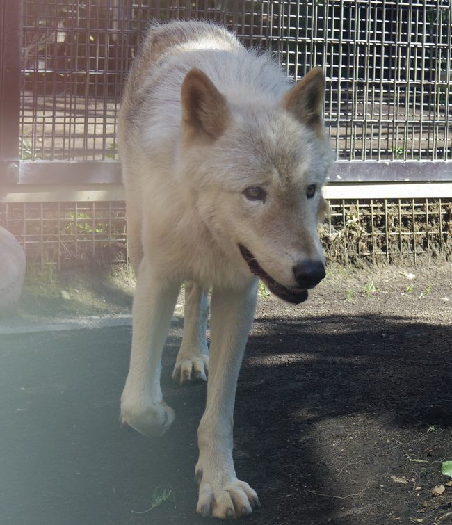 8月13日の円山動物園①オオカミとくまとオランと_b0014576_14320422.jpg