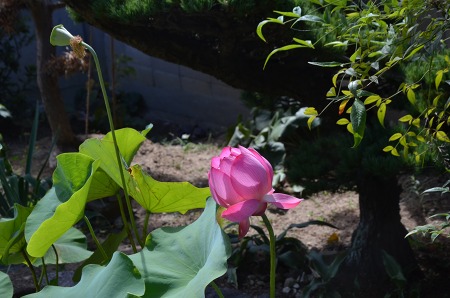 c0229483_128462.jpg
