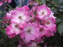 d0017084_9233570.jpg
