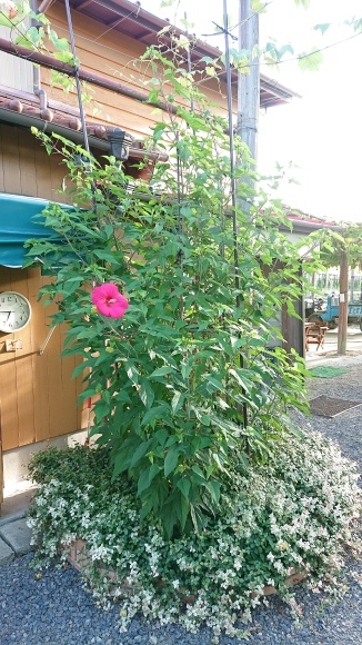 d0230486_16411179.jpg