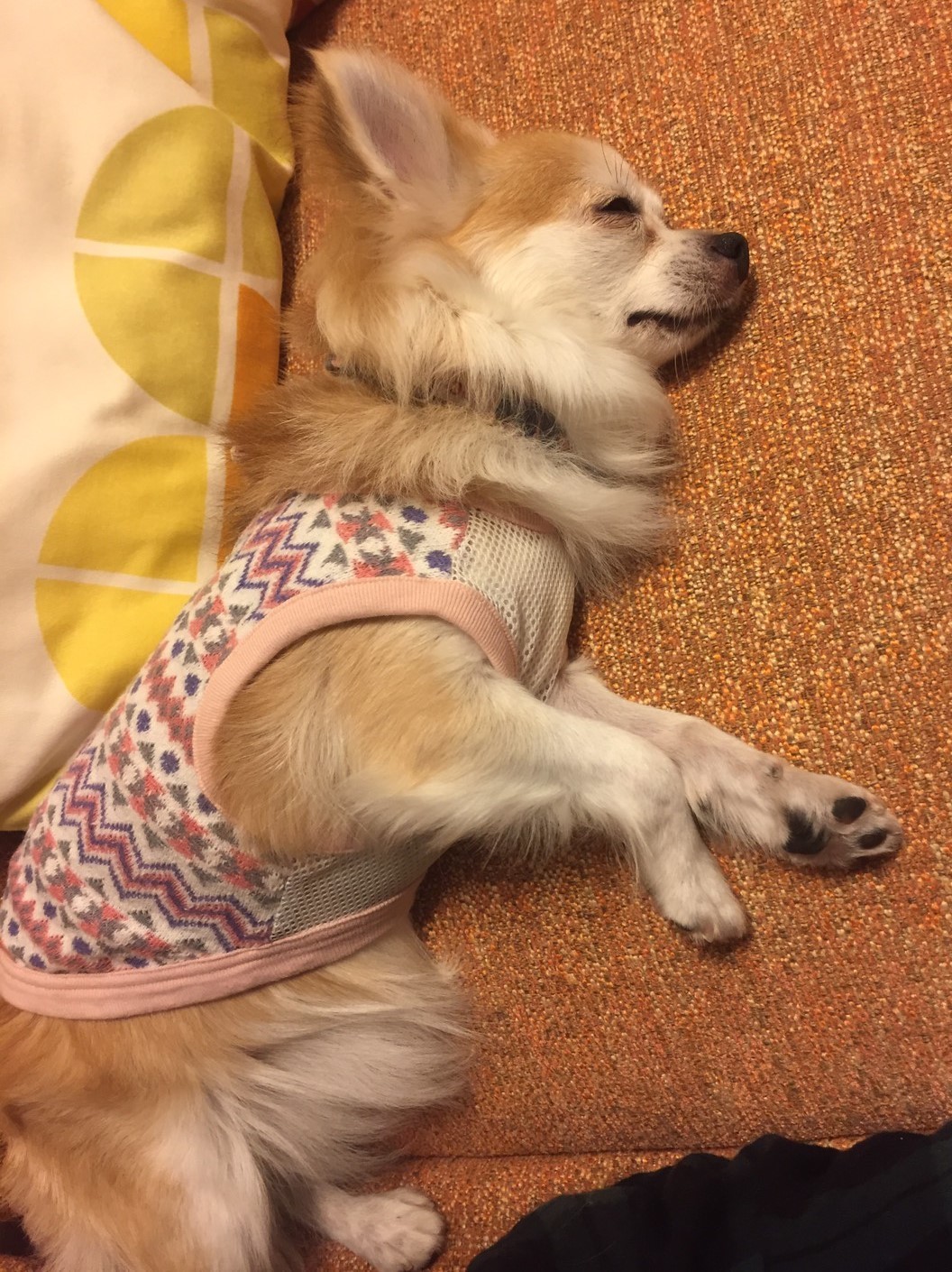 イヴちゃんパパさんには激辛対応!_f0280186_09034018.jpg