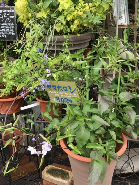 ザラのウインドウと東急本店屋上の花園_e0397389_12381130.jpeg