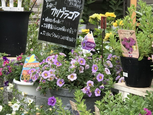 ザラのウインドウと東急本店屋上の花園_e0397389_12451362.jpeg