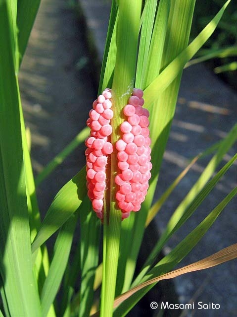 竦林檎貝