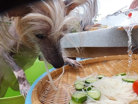 流しそうめん 毎日笑顔 裸犬 温 真珠 絆愛 流しそうめん 毎日笑顔 裸犬 温 真珠 絆愛