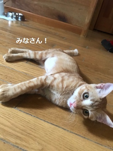 ひまわりちゃん、募集開始します!_f0242002_16095546.jpg