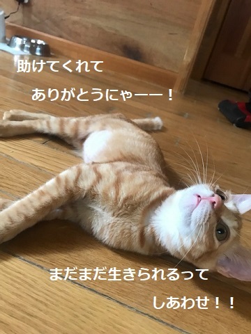 ひまわりちゃん、募集開始します!_f0242002_16100028.jpg