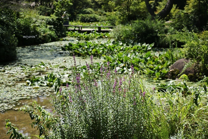 a0123003_10020090.jpg