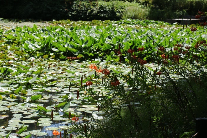 a0123003_10103933.jpg