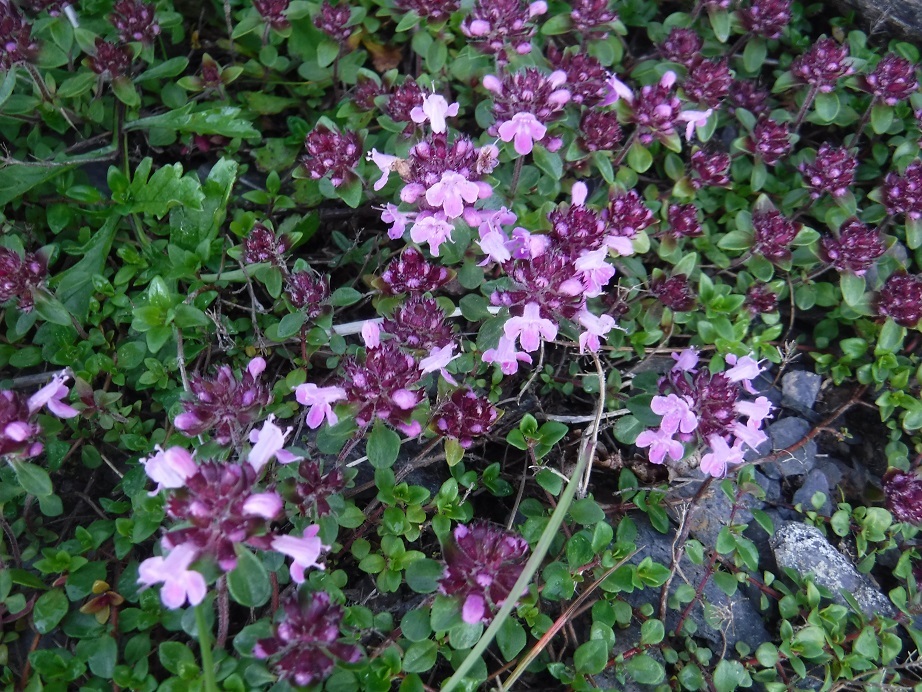 d0006512_14231137.jpg