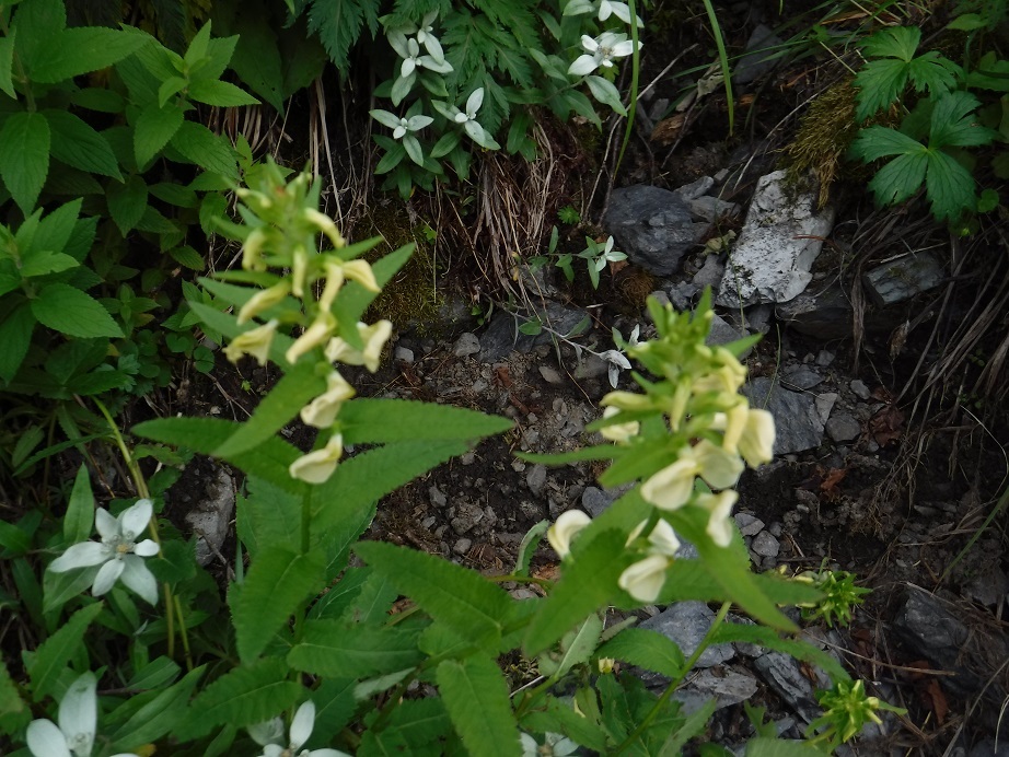 d0006512_14550145.jpg