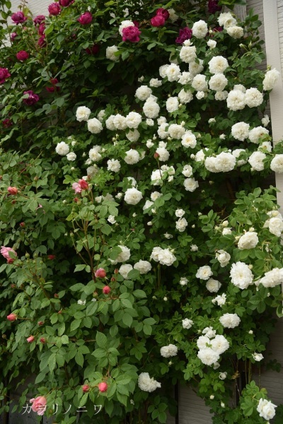 白い薔薇 : カヲリノニワ