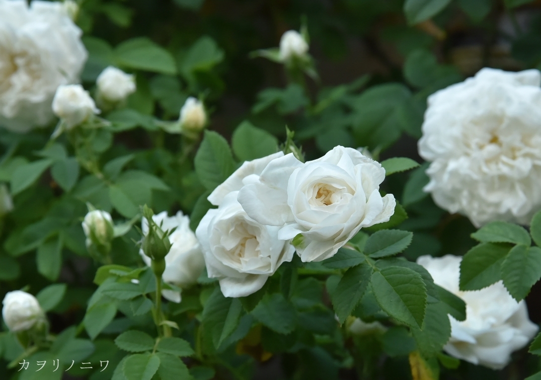 白い薔薇 カヲリノニワ 白い薔薇 カヲリノニワ