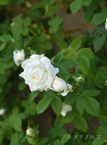 白い薔薇 : カヲリノニワ