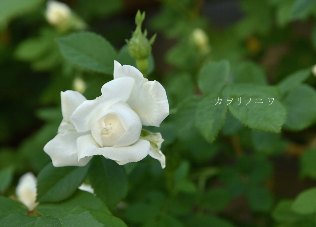 白い薔薇 : カヲリノニワ