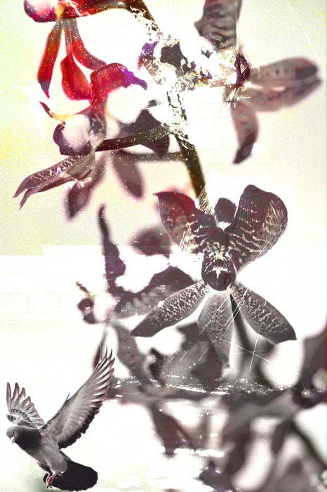 花_d0265224_20463558.jpg