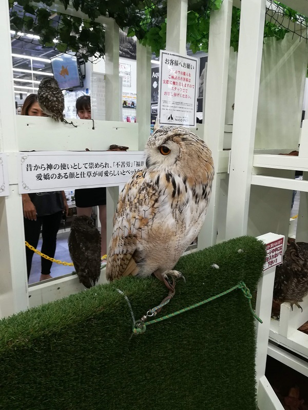 ホームセンタームサシ 鳥見って 大人のポケモン19 ホームセンタームサシ 鳥見って 大人のポケモン19