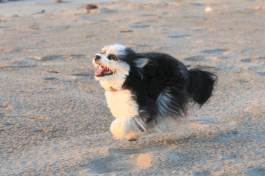 c0145250_10012825.gif