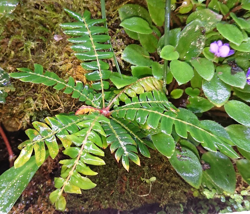 Biophytum zenkeri : まっけのビザパル