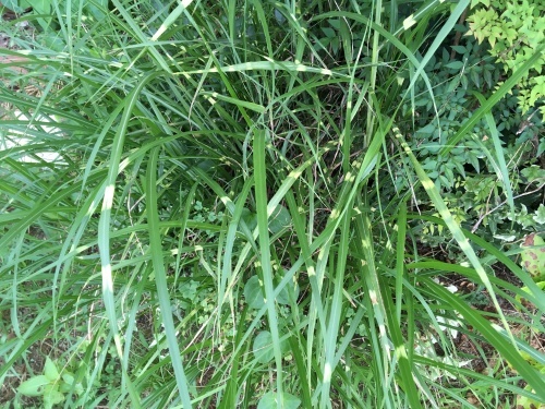 a0152454_06521034.jpeg