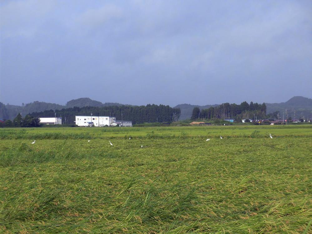 e0024554_20281944.jpg