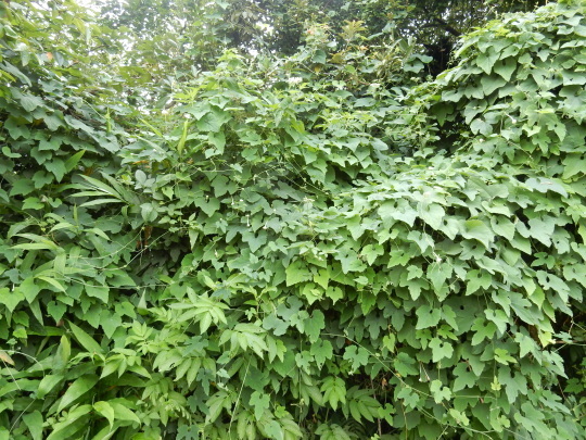 ’19,8,15(木)田舎道には蝉も秋の虫も~!_f0060461_07162284.jpg