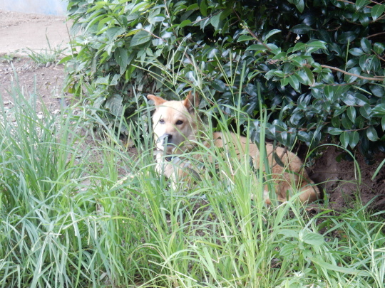 ’19,8,15(木)田舎道には蝉も秋の虫も~!_f0060461_07193834.jpg