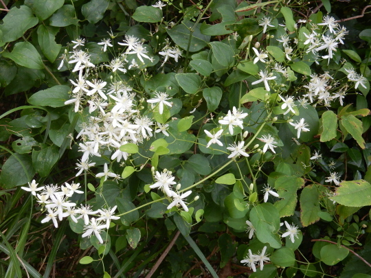 ’19,8,15(木)田舎道には蝉も秋の虫も~!_f0060461_07244930.jpg