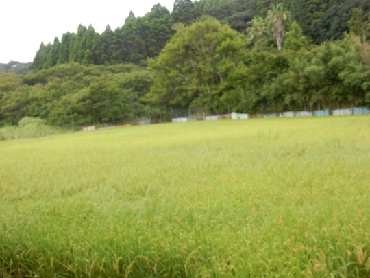 ’19,8,15(木)田舎道には蝉も秋の虫も~!_f0060461_07261634.jpg