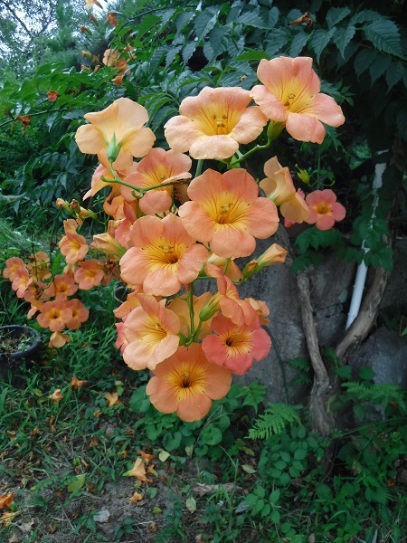 e0108765_19351066.jpg