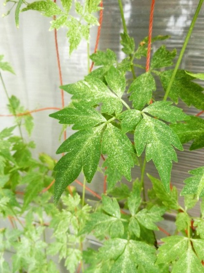 最近の植物、ウンベラータやフウセンカズラ_e0045768_22594435.jpg