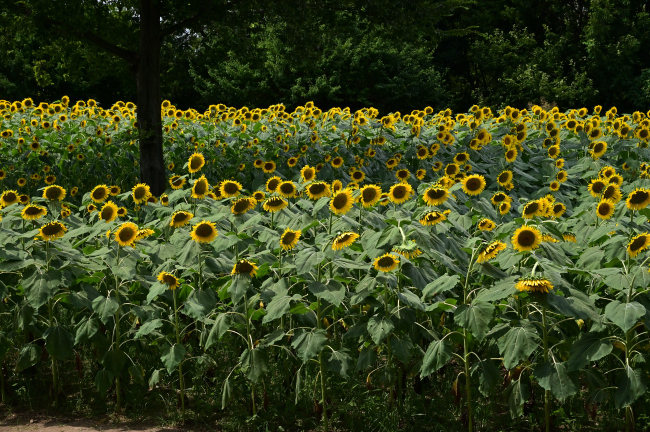 b0183370_08212790.jpg
