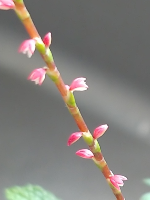 c0162773_10455963.jpg