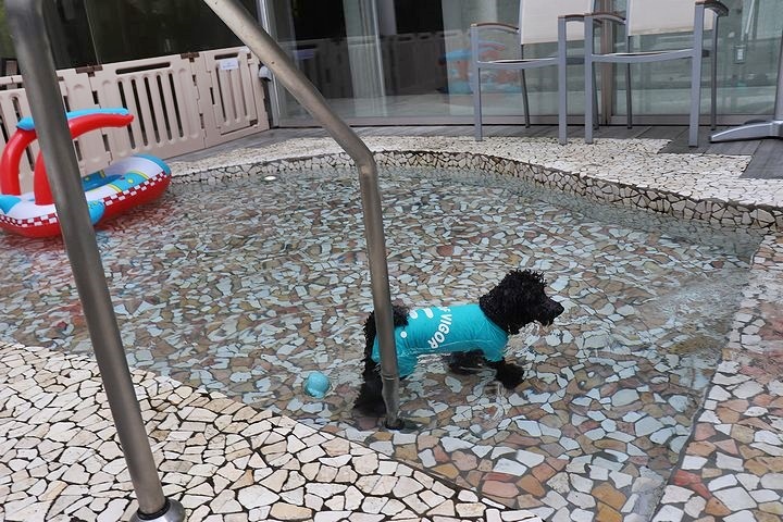 ⑭冷たいけど楽しかったドッグプール♪_b0111376_13370873.jpg