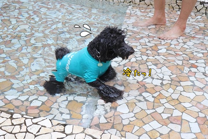 ⑭冷たいけど楽しかったドッグプール♪_b0111376_13374184.jpg