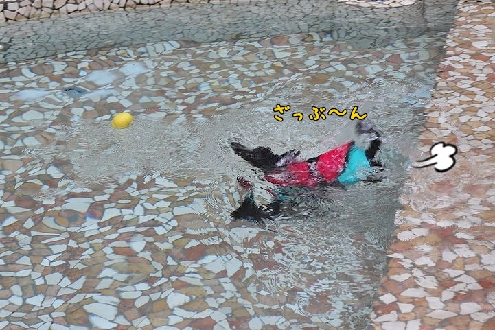 ⑭冷たいけど楽しかったドッグプール♪_b0111376_13435417.jpg