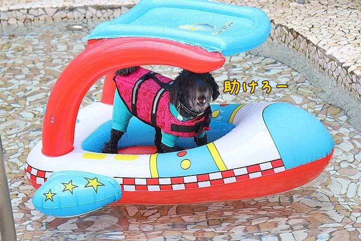 ⑭冷たいけど楽しかったドッグプール♪_b0111376_14005428.jpg