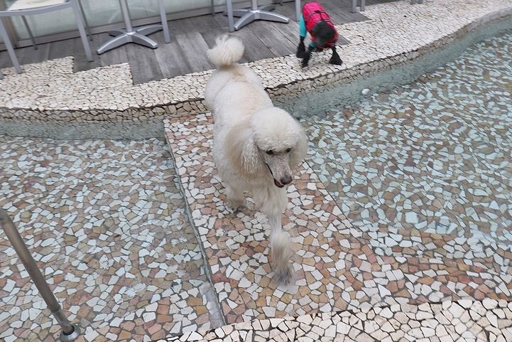 ⑭冷たいけど楽しかったドッグプール♪_b0111376_14074834.jpg
