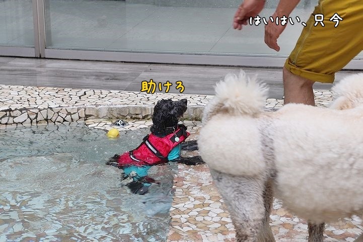 ⑭冷たいけど楽しかったドッグプール♪_b0111376_14393808.jpg