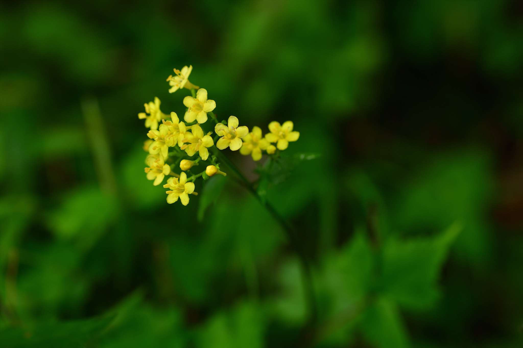キンレイカ : 野の花山の花ウォッチング in 奥多摩