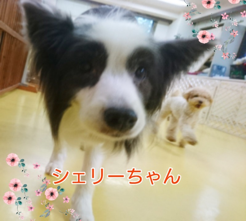 お泊まりわんこ!_f0357682_12254243.jpg