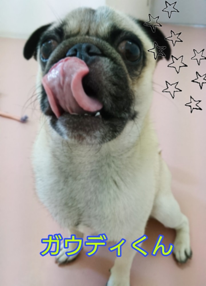 お泊まりわんこ!_f0357682_12273789.jpg