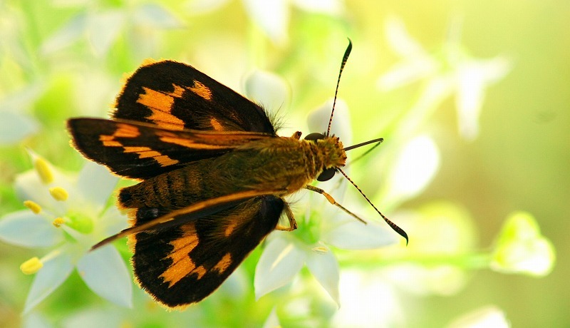 小さな生き物_d0179594_08160538.jpg