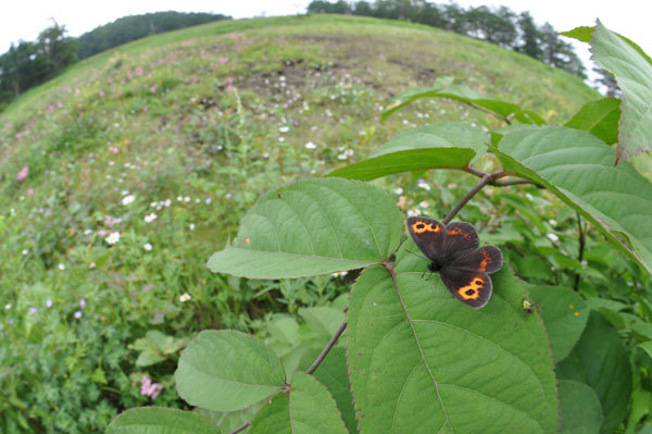 長野県のベニヒカゲ（２０１９年８月中旬）_c0049095_21124937.jpg