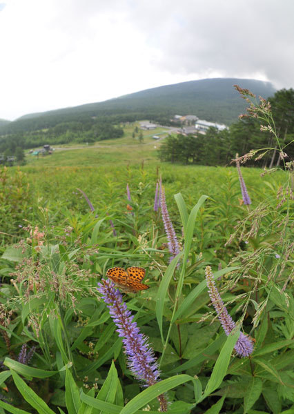 長野県のベニヒカゲ（２０１９年８月中旬）_c0049095_21153844.jpg