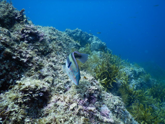 e0115199_14245068.jpg