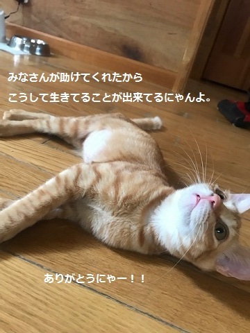 ひまわりちゃん、里親会に参加!_f0242002_10183281.jpg