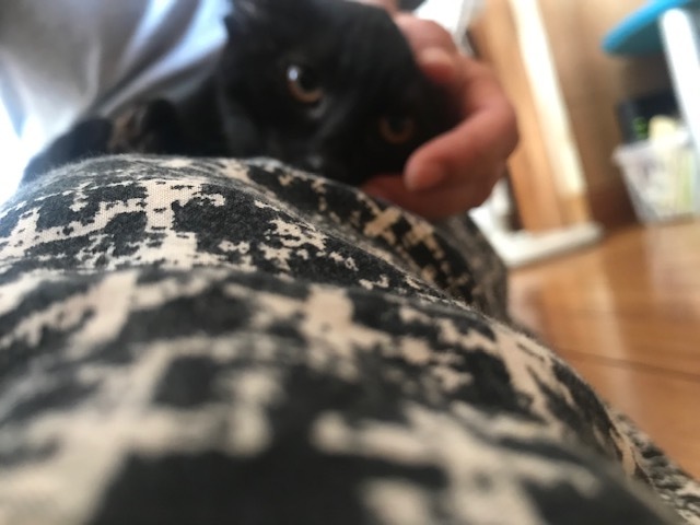 あさがおちゃんも募集を始めます!_f0242002_16333677.jpg