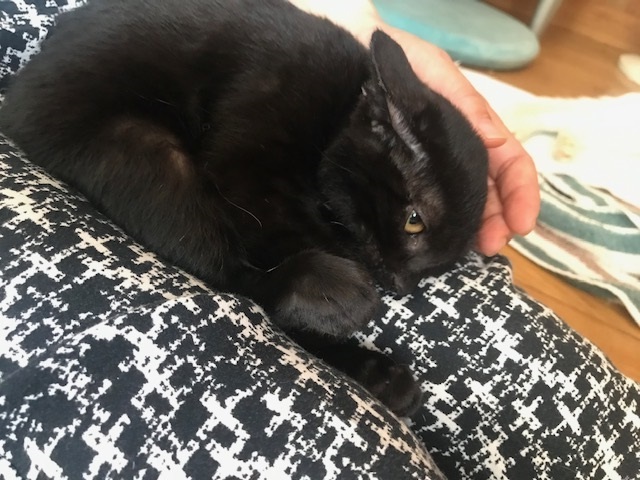 あさがおちゃんも募集を始めます!_f0242002_16334653.jpg