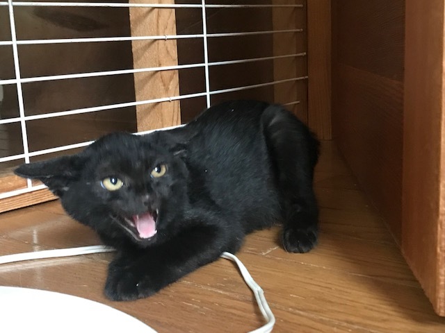 あさがおちゃんも募集を始めます!_f0242002_16340559.jpg